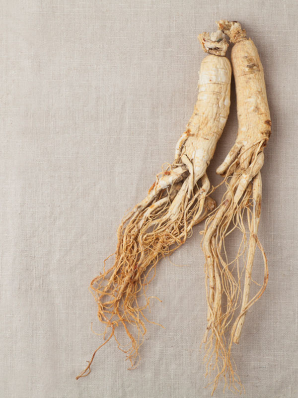 Chinese herb on plain background